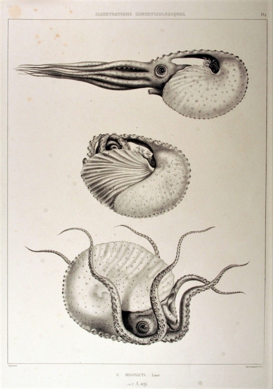 J.-C. Chenu "Illustrations conchyliologiques" (1842)