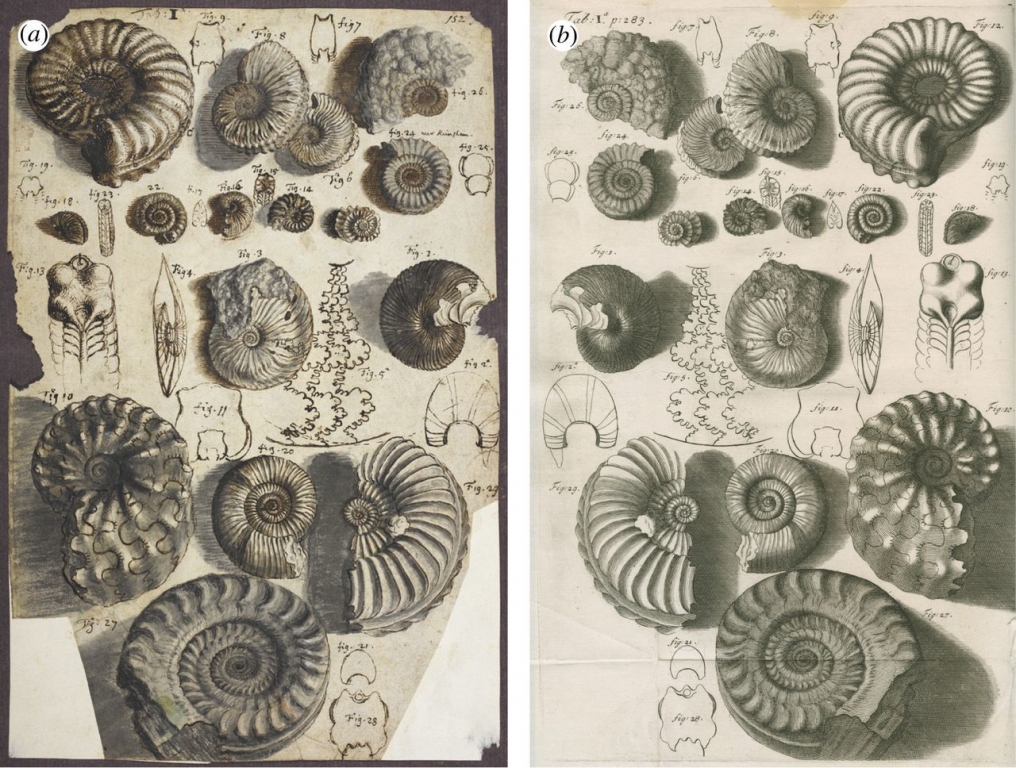 Dessin de la main de Hooke (a) et gravure (b) dans Posthumous works. Dessin d'ammonites fossiles en 3D, ombres, détails des lignes de suture et carène - crédit British Library