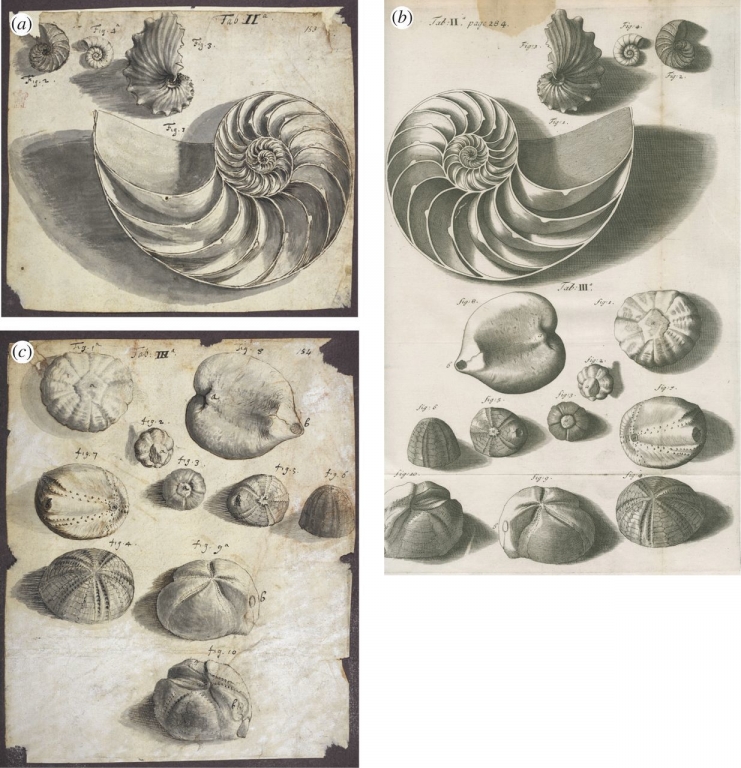 Dessin de la main de Hooke (a) et (c) : nautiles fossiles à comparer avec la planche précédente, oursins fossiles - crédit British Library