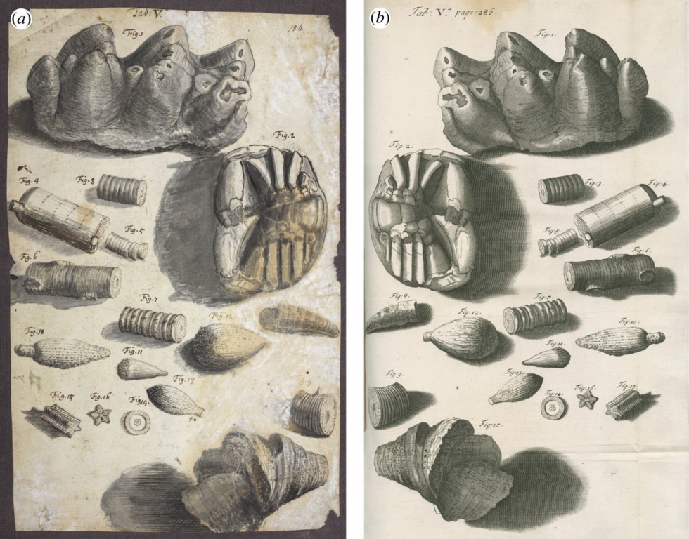 Dessin de la main de Hooke (a) : différents types de fossiles dent de mammoth, crabe, radioles d'oursins, encrines… - crédit British Library