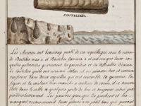 Coutelier et Dail - Histoire Naturelle des Animaux- Elie Richard 1700 - Crédit photo Christian Vignaud  Musées de Poitiers