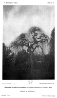 Sophora arboretum de Grignon - 1889