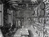 Ole Worms - Cabinet de curiosités - 1655