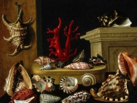 Nature morte aux coquillages et au corail (1640 ),  Jacques Linard (1597-1645), musée des beaux arts Monréal