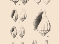 Volutidae