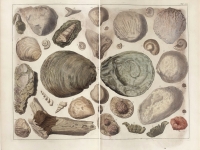 Seba Albertus - Locupletissimi rerum naturalium thesauri accurata pl 107 T4 - 1758