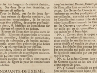 Seba Albertus - Locupletissimi rerum naturalium thesauri accurata pl 51 T4 les cornets - 1758