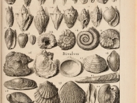 Dezallier - Planche fossiles n°29 - édition 1742