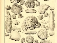 Dezallier - Planche fossiles n°67 - édition 1780