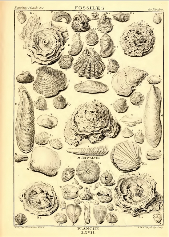 Dezallier - Planche fossiles n°67 - édition 1780