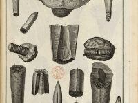 Fossiles planche VI