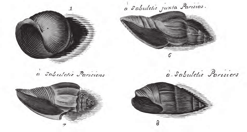 Fossiles du Lutétien de Paris : "a sabuletis parisiens" (extrait des sables parisiens) ou "a sabuletis juxta parisias" (extrait sables des environs de Paris)