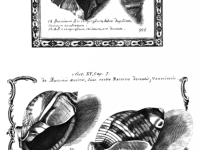 Planche extraite "Hstoriae conchiliorum" Lister Martin 1770