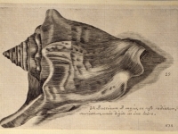 Strombis tricornis