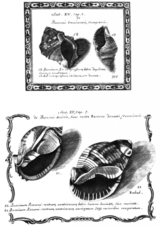 Planche extraite "Hstoriae conchiliorum" Lister Martin 1770
