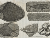 Planche IV - Piscium querelae et vindiciae - 1708