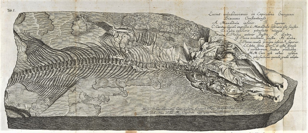 Planche I - Piscium querelae et vindiciae - 1708