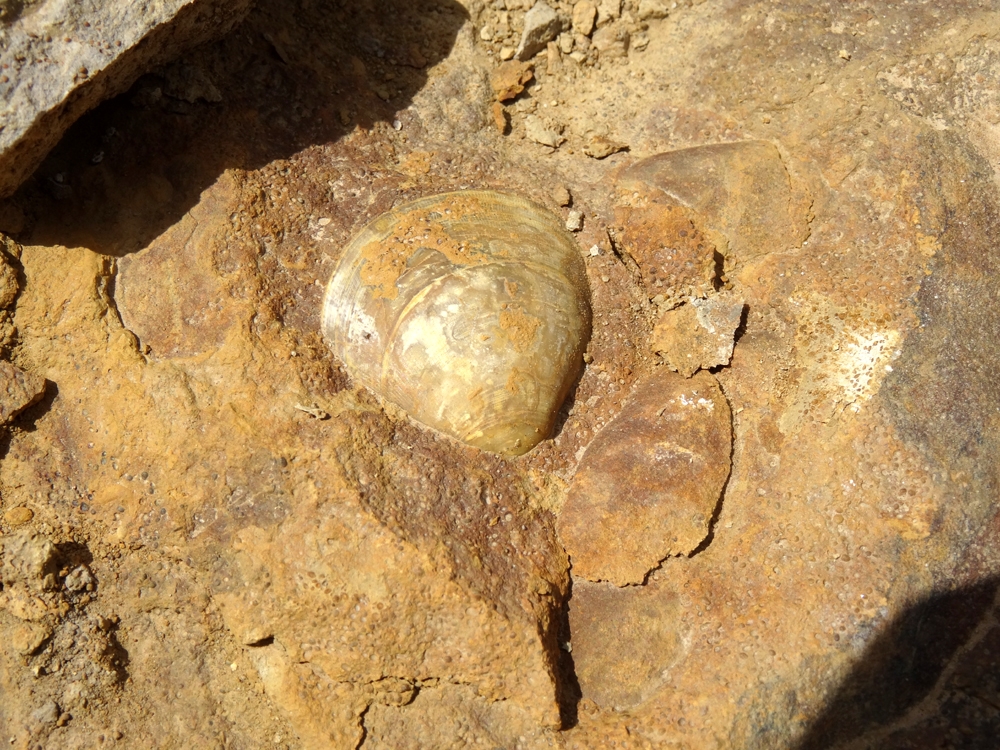 Entolium dans calcaire oolithique ferrugineux