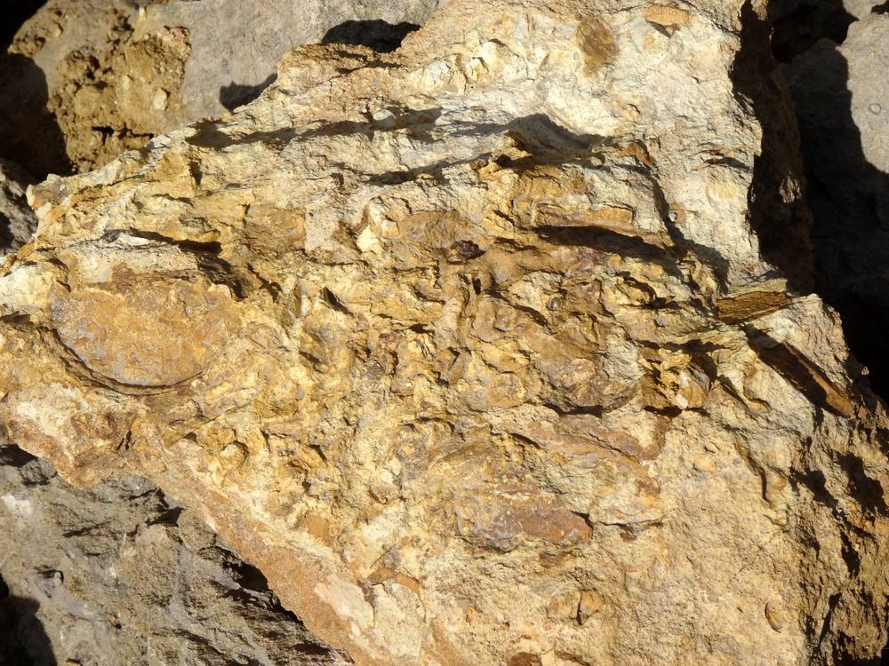 Surface durcie et perforations dans calcaire bioclastique du Toarcien