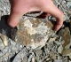 Chalcopyrite altérée dans le Pliensbachien