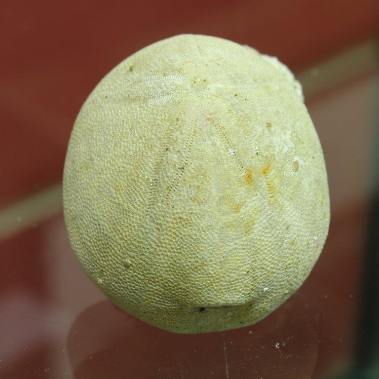 Pygorhynchus grignonensis - Calcaire grossier Vesly