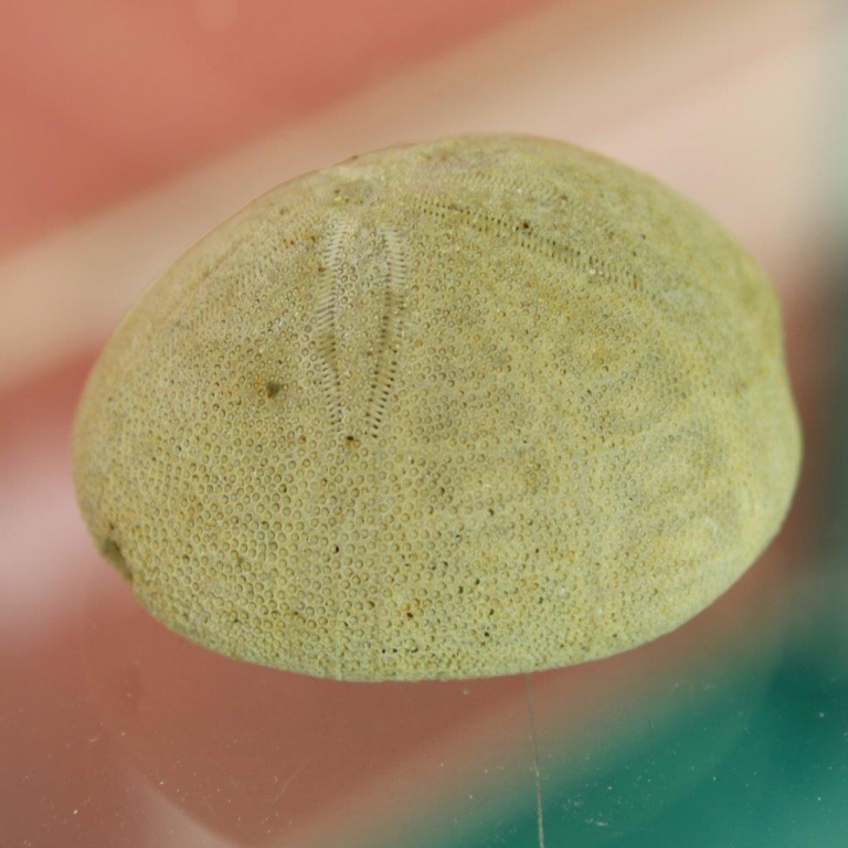 Pygorhynchus grignonensis - Calcaire grossier - Vesly