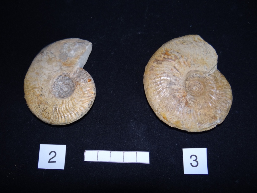 Ammonites 2 et 3 : Graphoceras concavum - Aalénien sup.