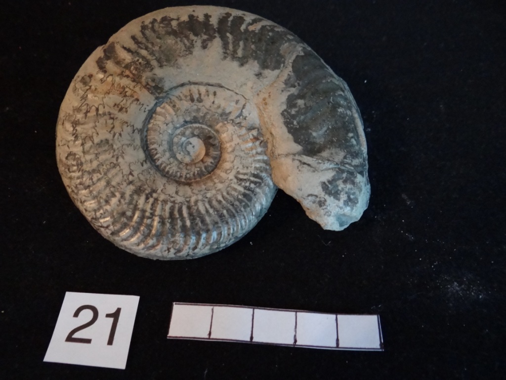 Ammonites 21 : Grammoceras striatulum - Toarcien moy.
