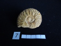 Ammonites 7 : Graphoceras rudis - Aalénien sup.