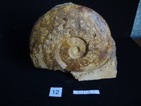Ammonites 12 : Esericeras fascigerum - Toarcien sup.