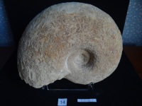 Ammonites 14 : Pachylytoceras dilucidum - T sup.à A.inf.