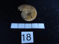Ammonites 18 : Pleydellia bucmani - Toarcien sup.