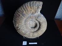 Ammonites 20 : Hammatoceras gr.insigne - Toarcien sup.