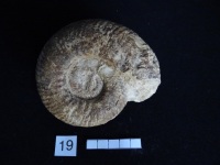 Ammonites 19 :  Hammatoceras insigne - Toarcien sup.