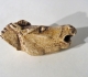 Tête de cheval hennissant. Bois de renne sculpté découverte dans le Mas d'Azil (09) - Magdalénien 15000 BP
