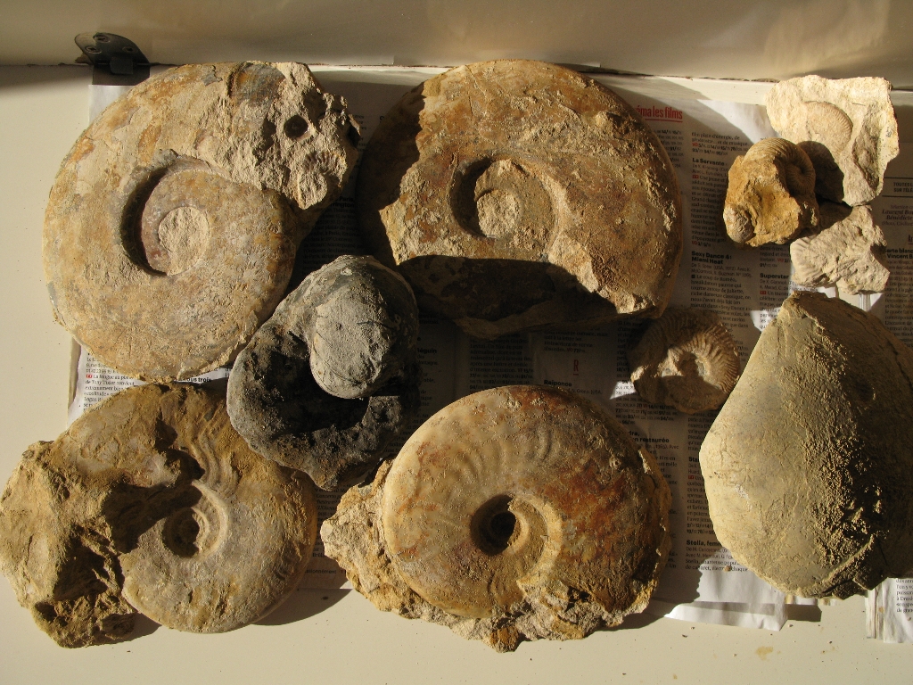 Récolte de Jacques: Ammonites et nautile à identifier. Photo Jacques Dillon