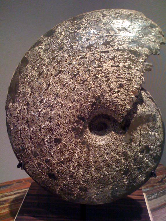 Ammonite Placenticeras - USA