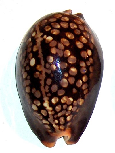 Cypraea mauritiana