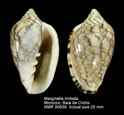Marginella-limbata (lam, 1822) © Marine Species § Joop Trausel and Frans Slieker