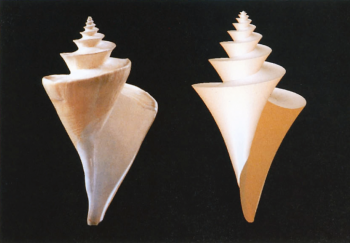 Thatcheria mirabilis. A gauche photo  © Gordon 1990  NHM London. Adroite modèle 3D and model  © Hans Meinhardt "The algorythmic beauty of sea shells" ed Springer 2003