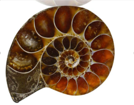 Coupe ammonites - cloisons convexes © Sanit FuangnakhonShutterstock.com