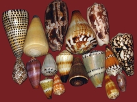 Différentes espèces de Cônes et la diversité de leurs motifs