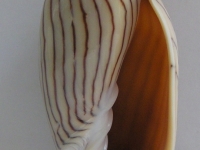 Amoria ellioti (Sow, 1864) © Jan Delsing